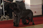 bygodszcz  2008 mastif neapolitański